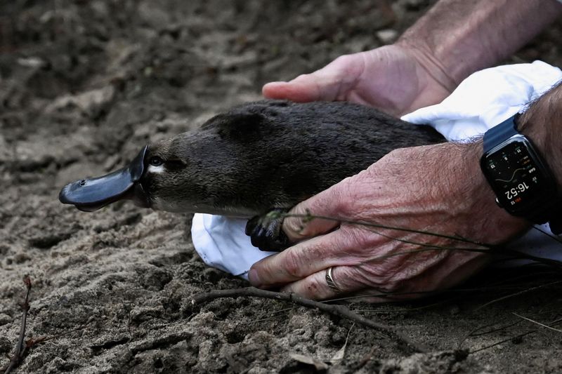 Conservation Efforts