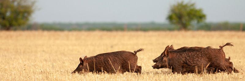 Feral Hog