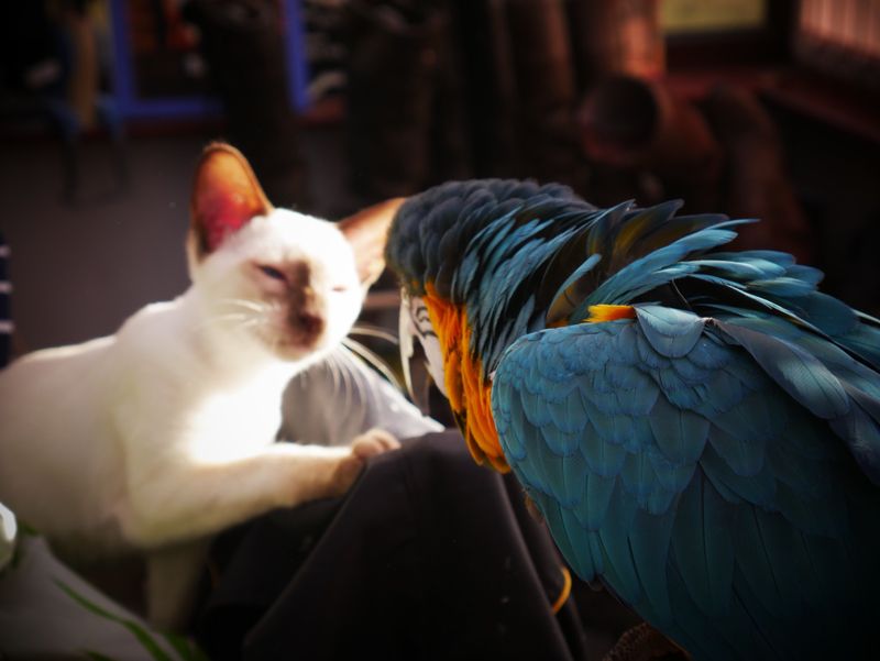 Behavioral Observation