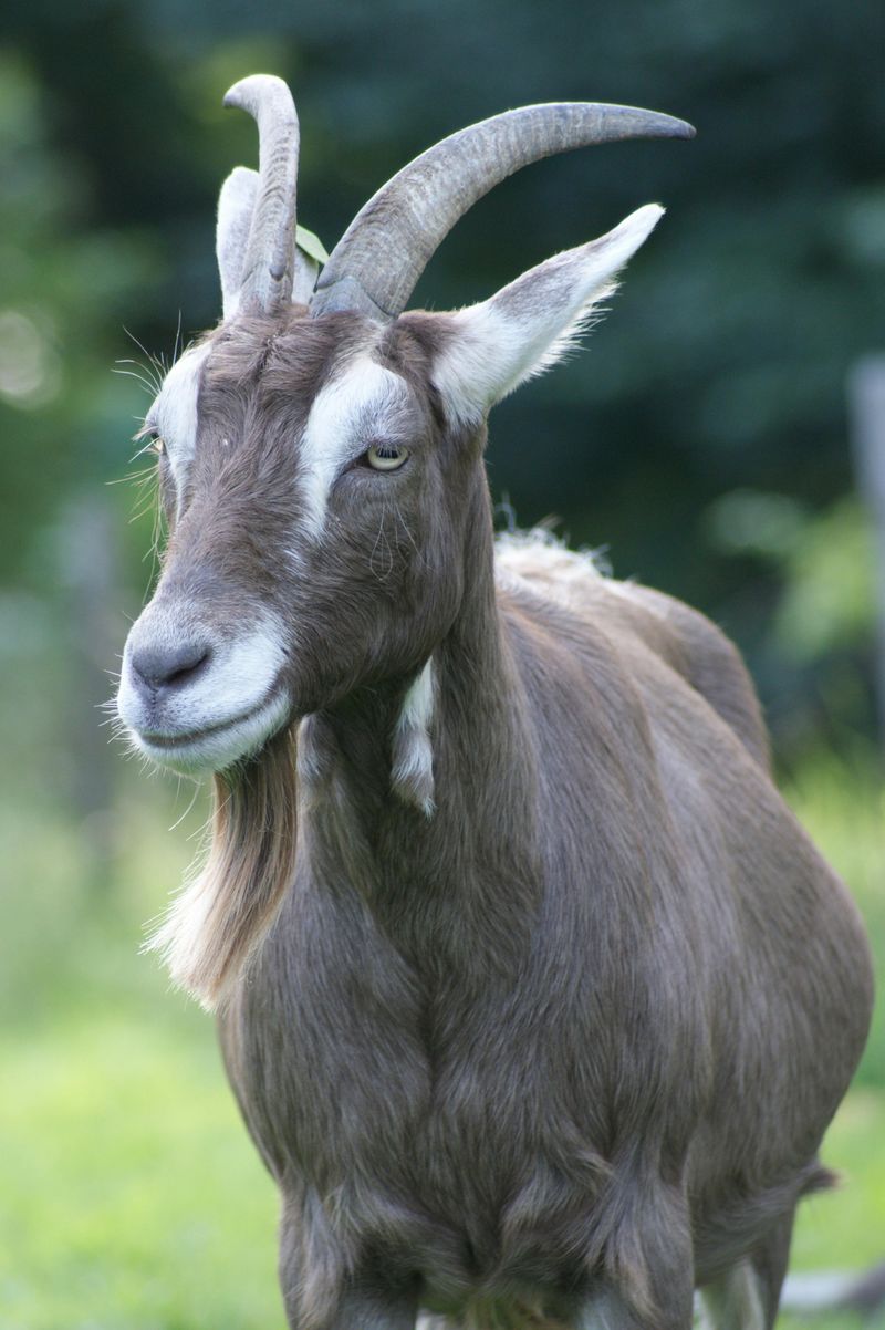 Toggenburg