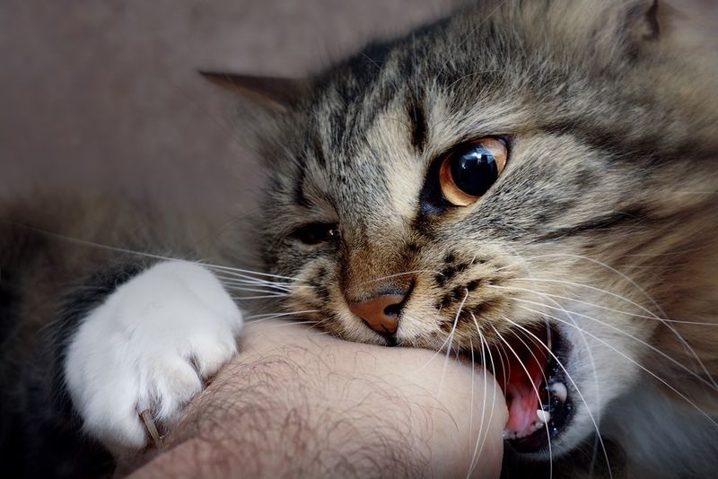 Playful Biting (False Alarm)
