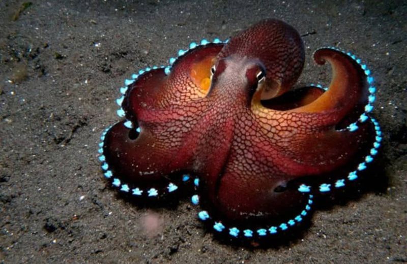 Bioluminescent Octopus