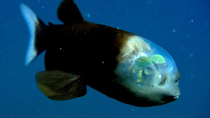 Ocean Mysteries Unveiled: 13 Deep-Sea Creatures Scientists Just Discovered
