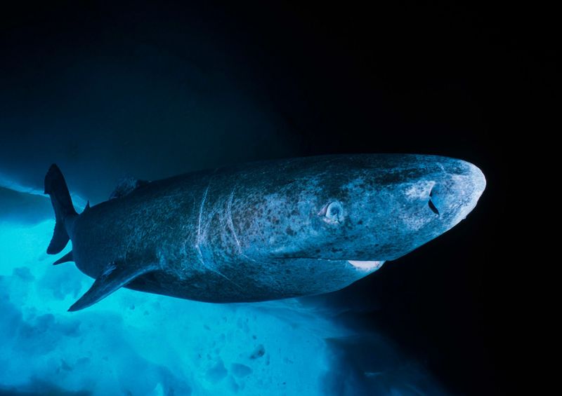 Greenland Shark