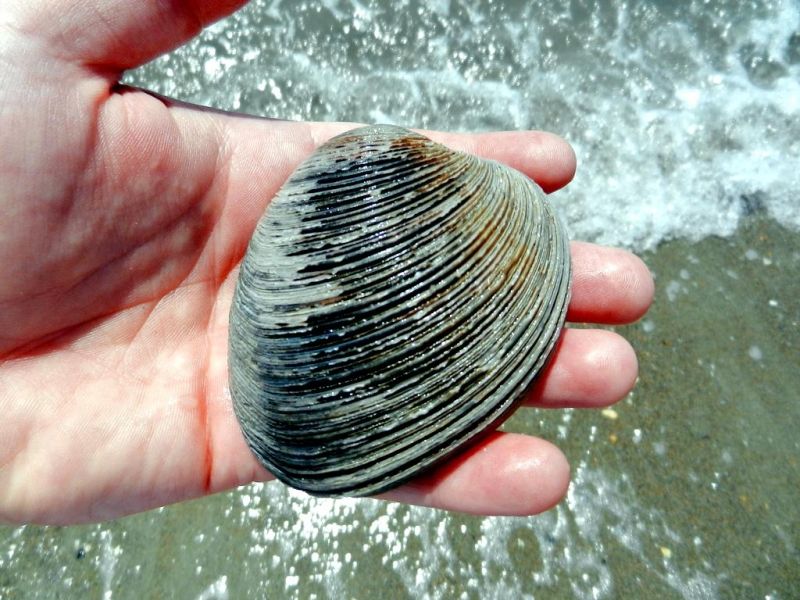 Ocean Quahog
