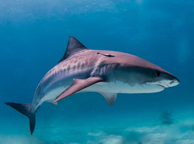 Tiger Shark (Galeocerdo cuvier)
