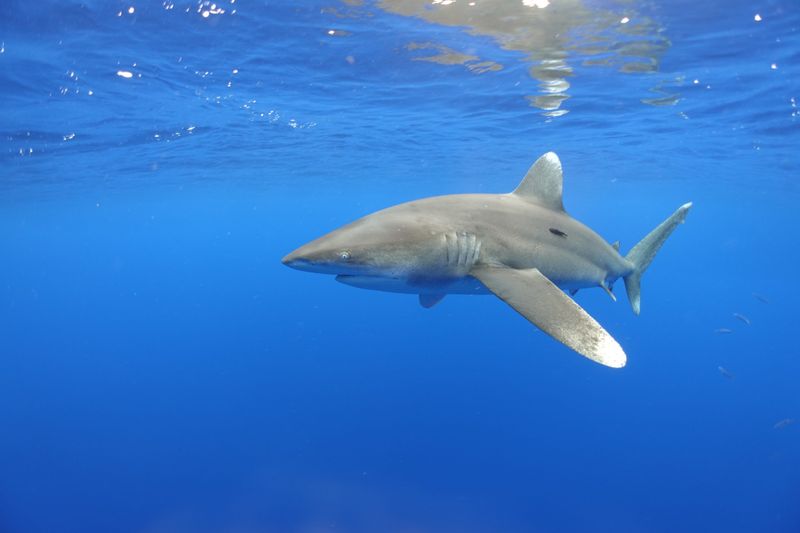 Oceanic Whitetip Shark
