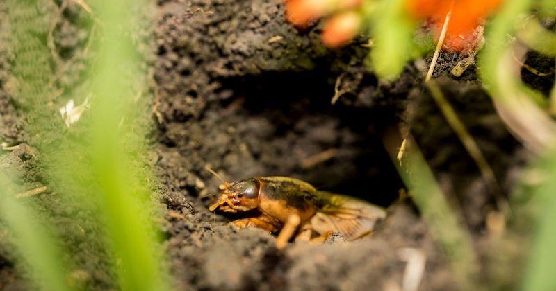 Prairie Mole Cricket