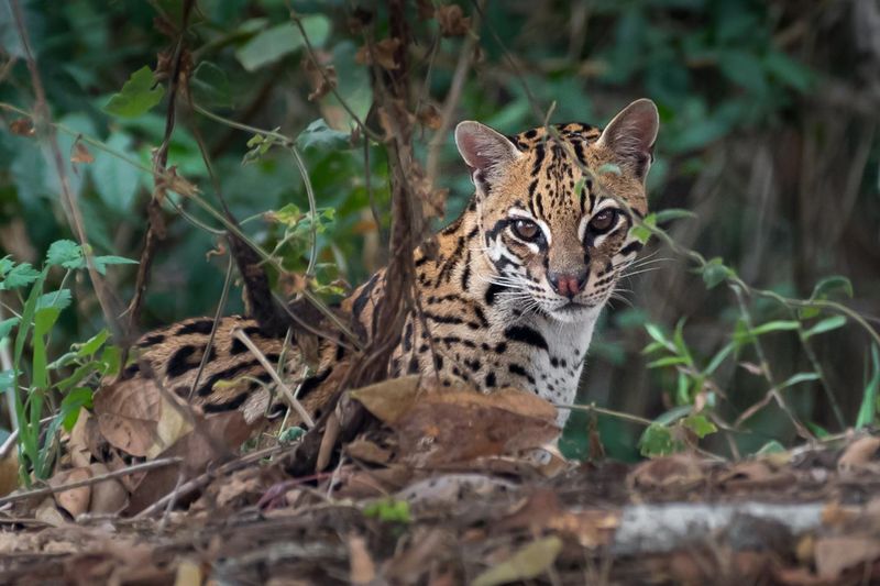 Ocelot