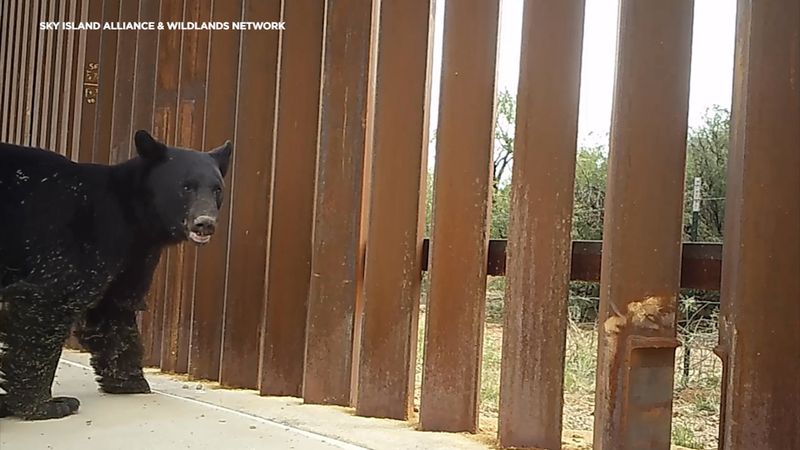 Black Bears: The Gentle Giants