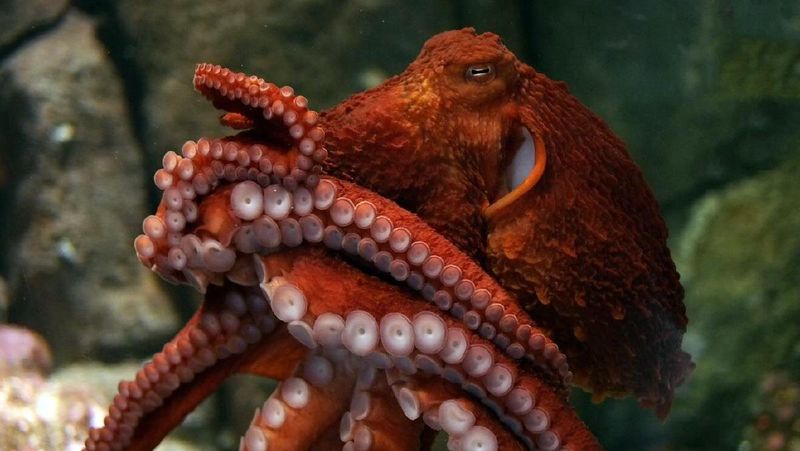 Octopus