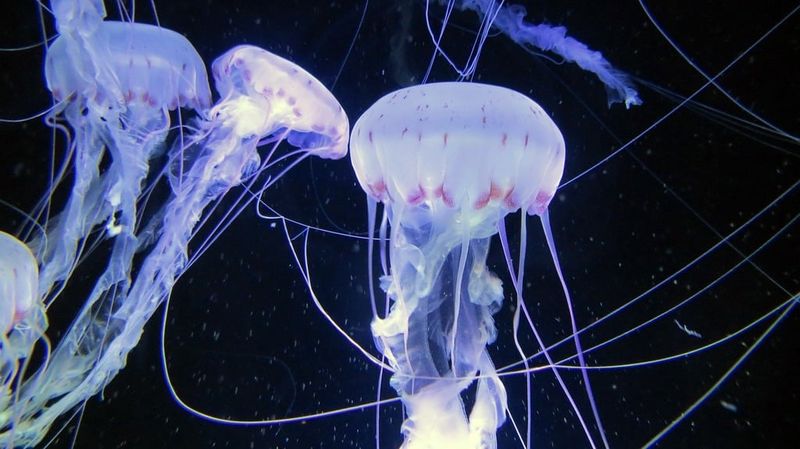 Jellyfish