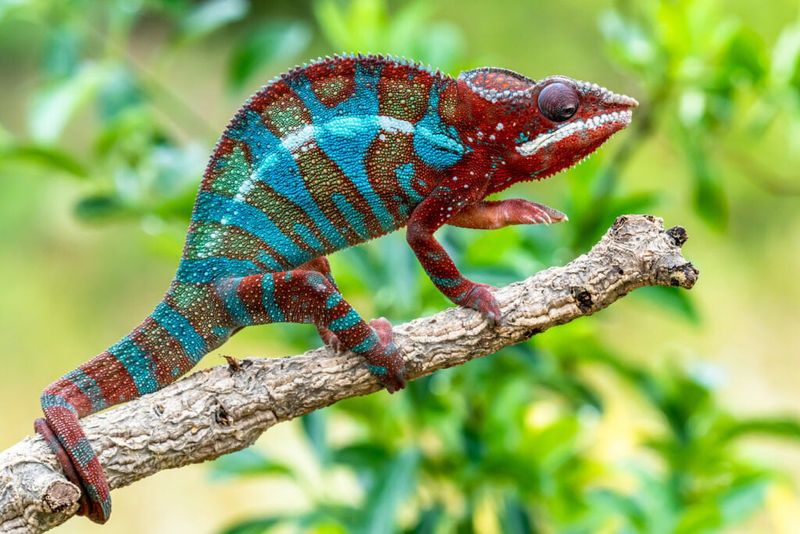 Chameleon