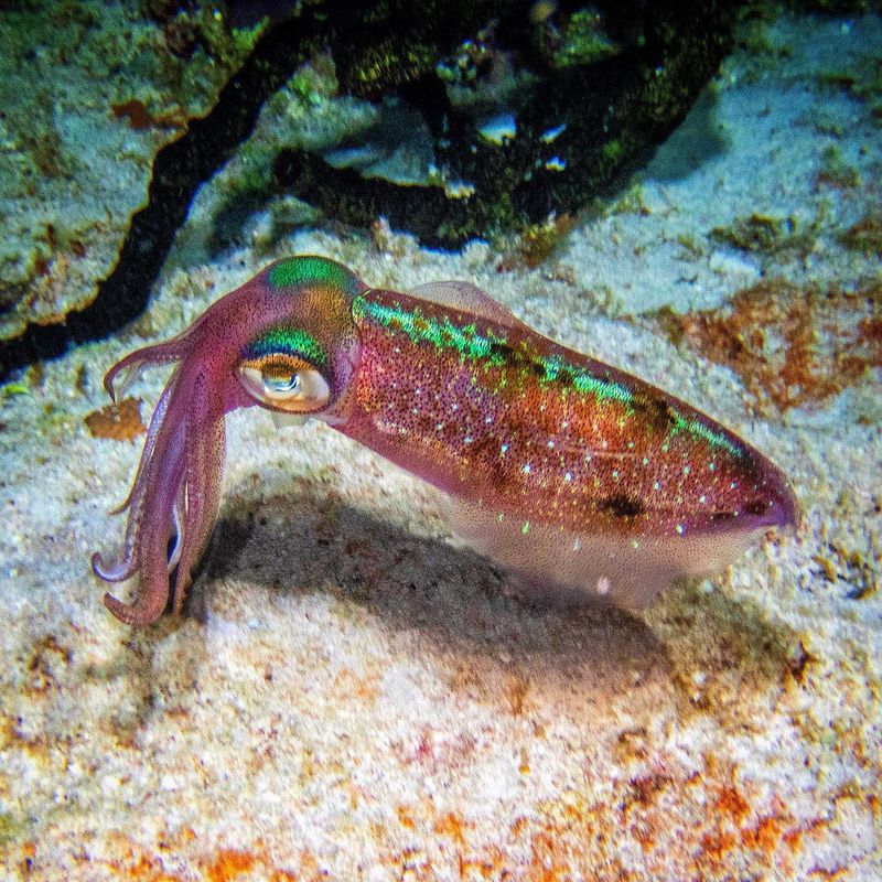 Caribbean Reef Squid