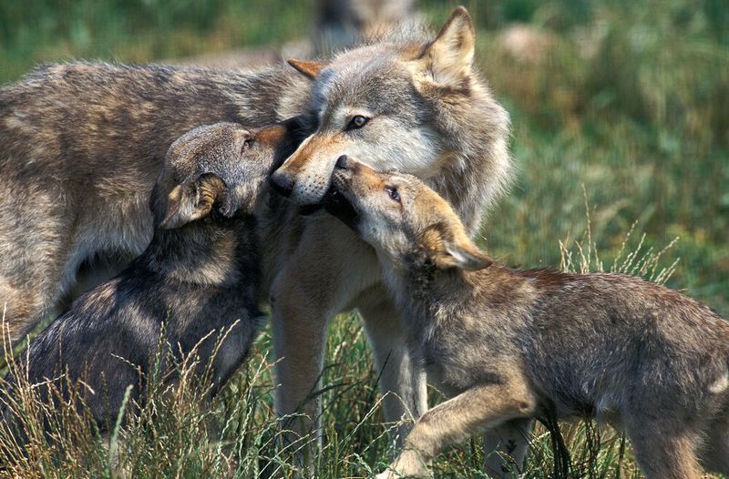 Wolf