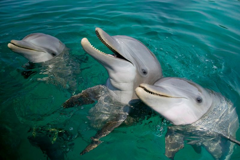 Dolphin Name-Calling (Signature Whistles)
