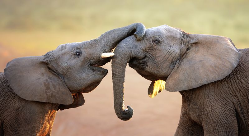 Elephants' Empathy