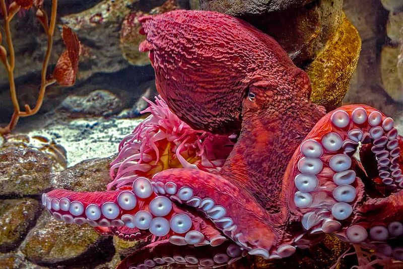 Octopus