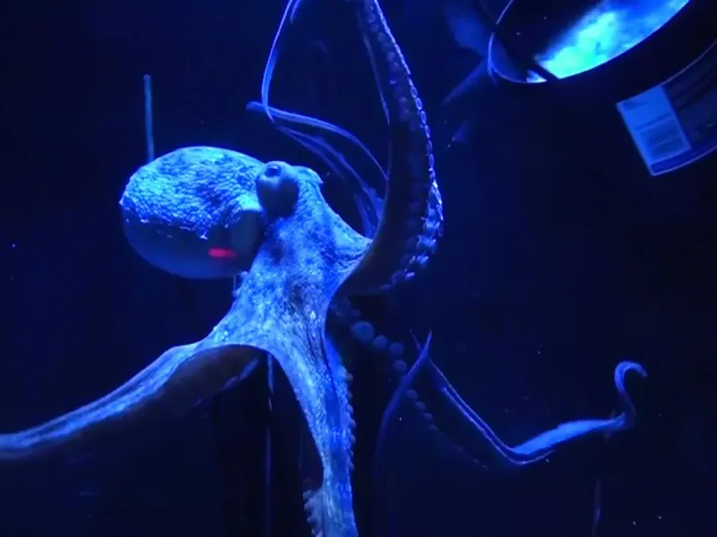 Octopus