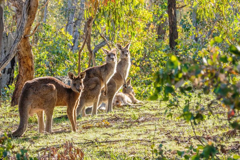Kangaroos
