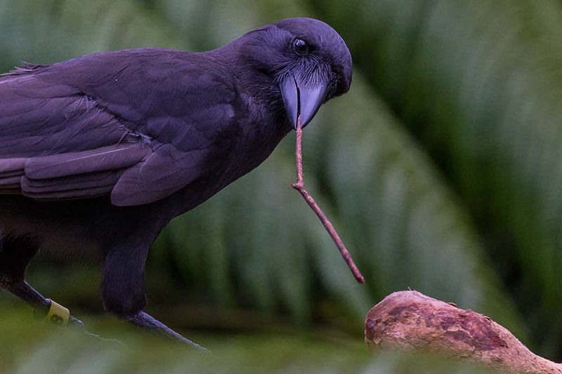 Crows Using Tools