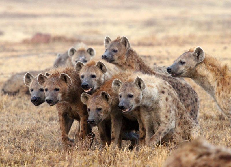 Hyenas as Laughing Villains
