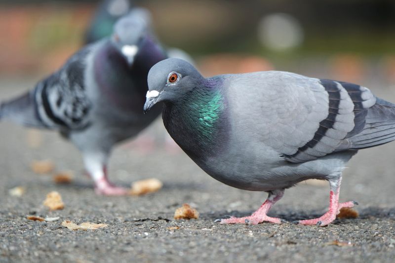 Pigeons