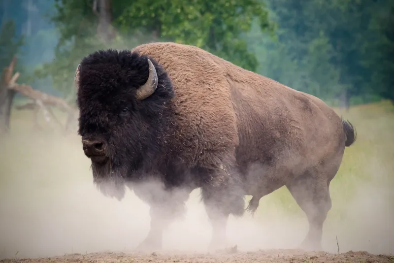 Oklahoma - American Bison