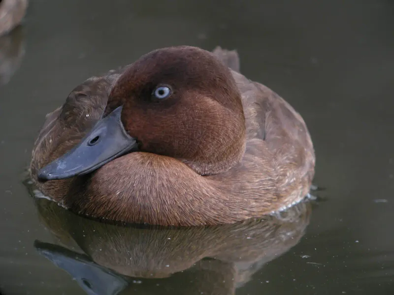 Madagascar Pochard (World’s Rarest Duck)