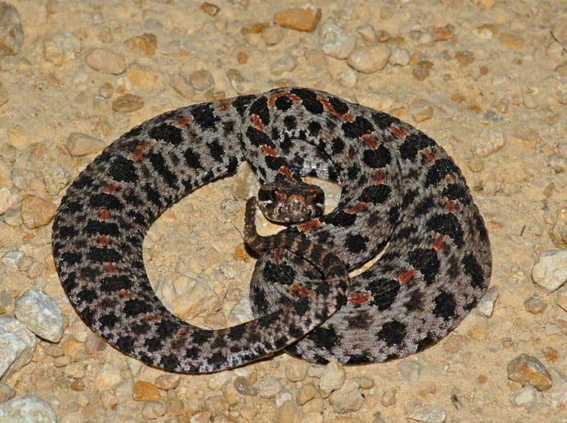 Arkansas