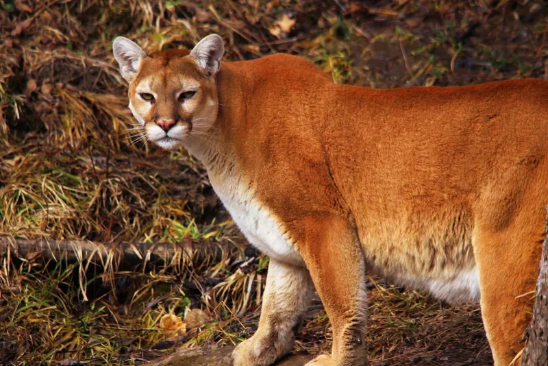 Oregon - Cougar