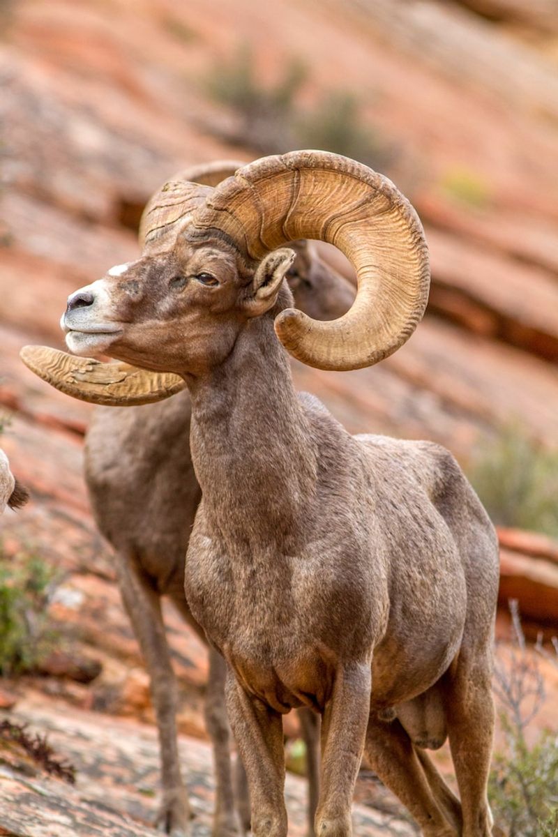 Zion National Park