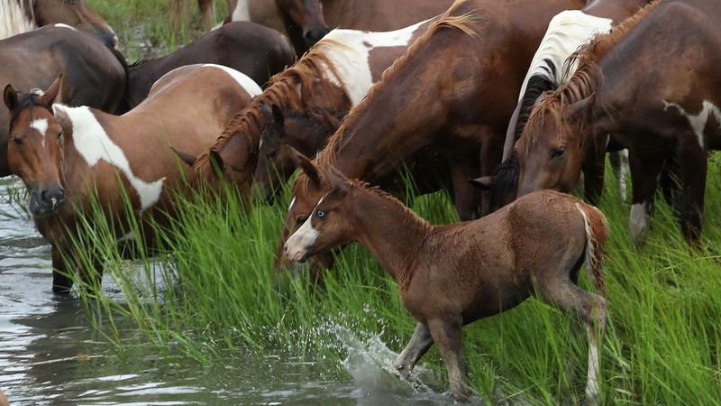 Chincoteague Ponies