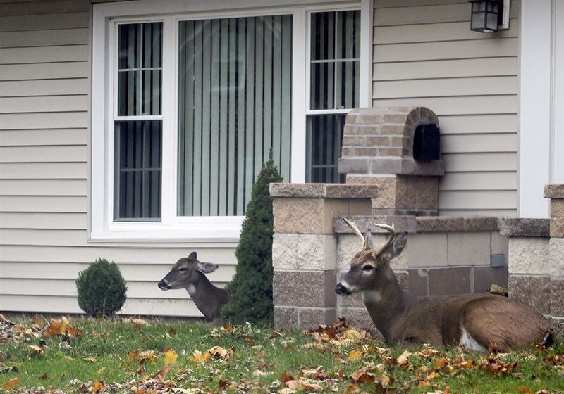 Deer