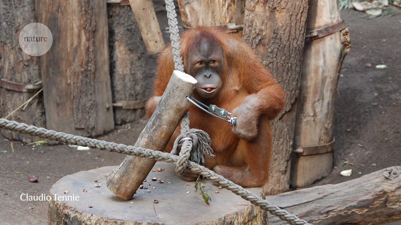 Orangutan