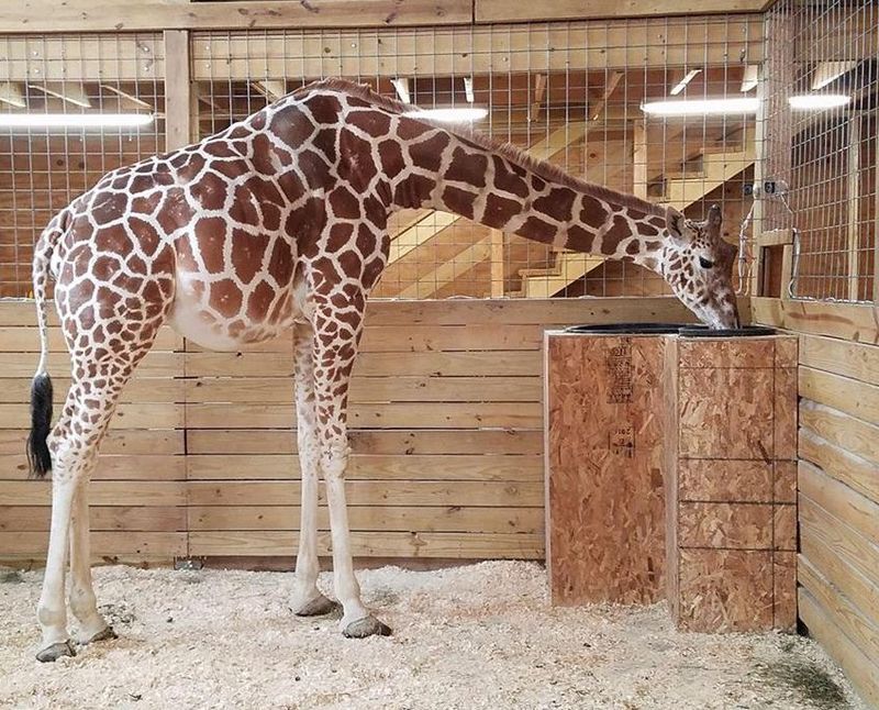 Giraffe