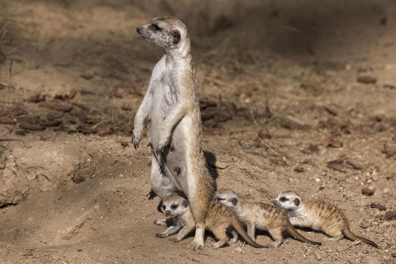 Meerkat