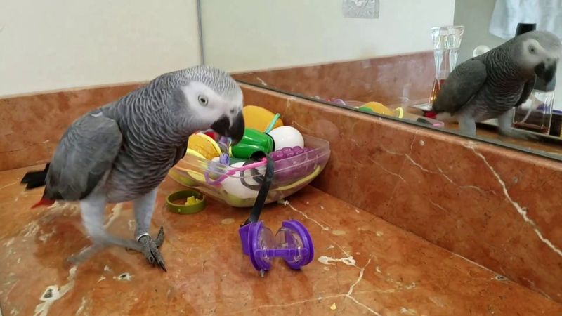African Grey Parrot