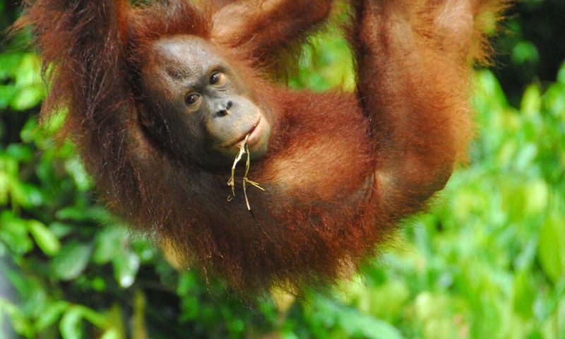 Orangutan