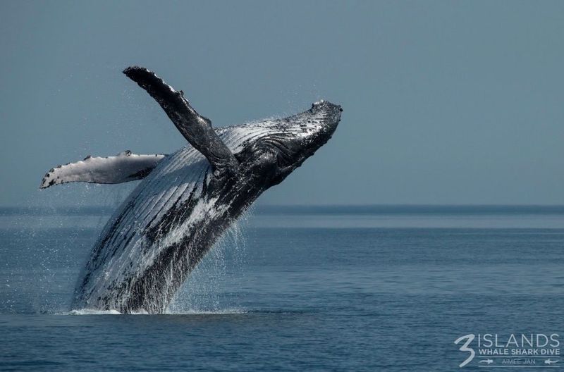 Whales