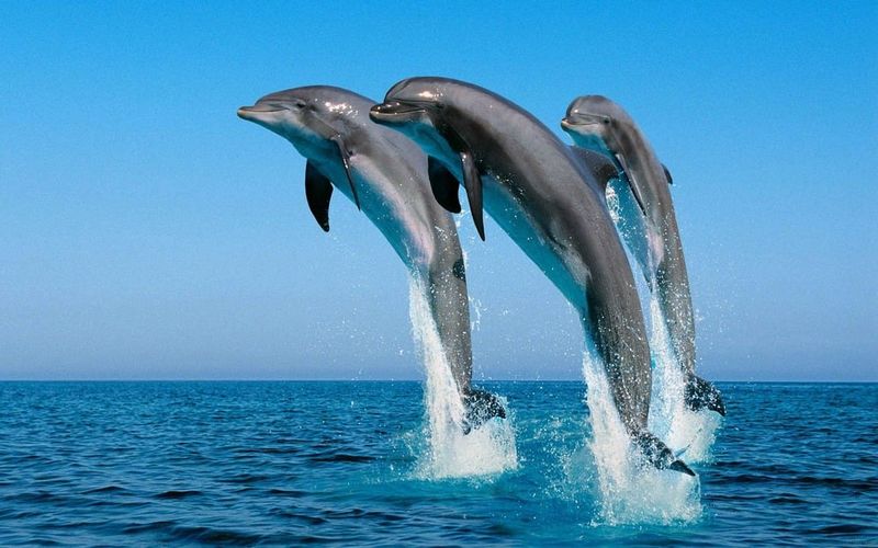 Dolphin