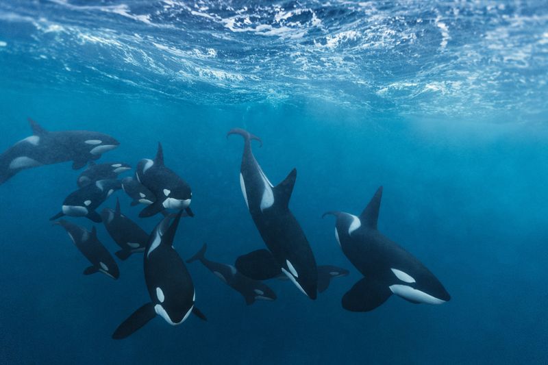 Orca