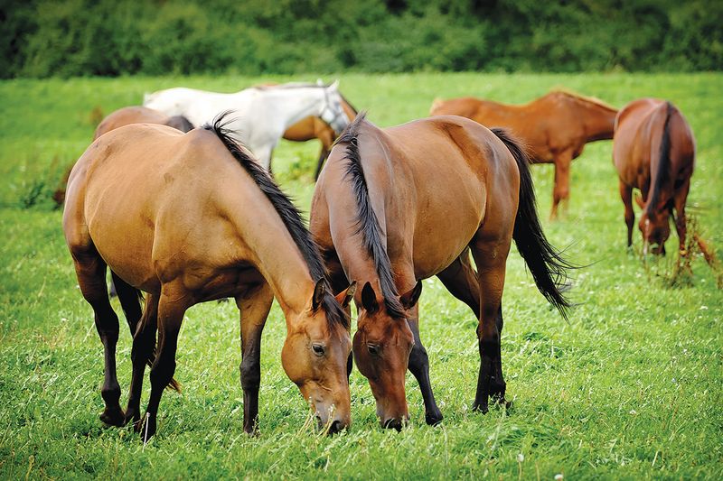 Horses' Social Bonds