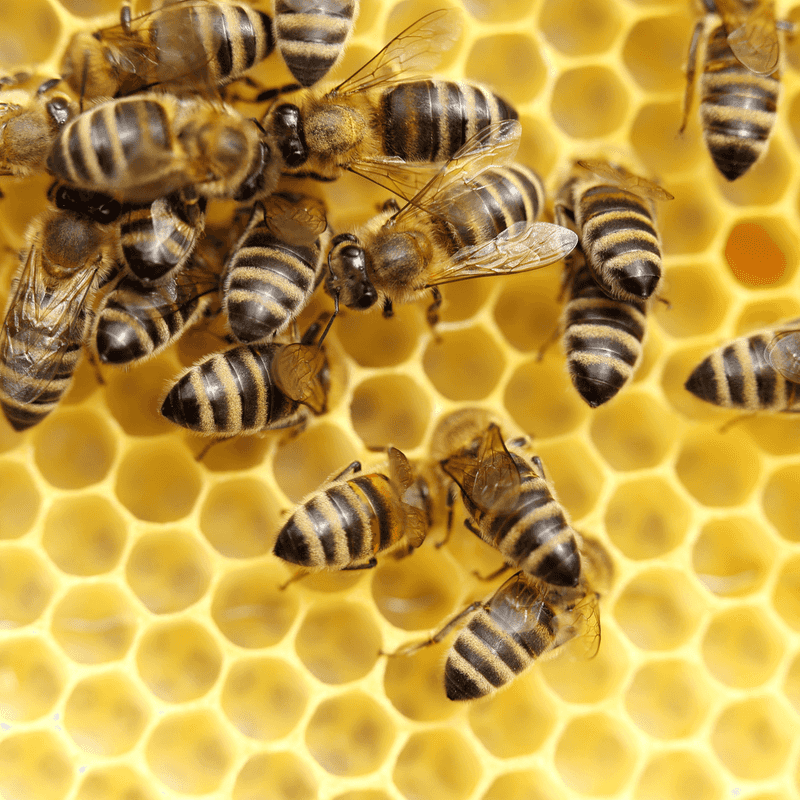 Honeybees