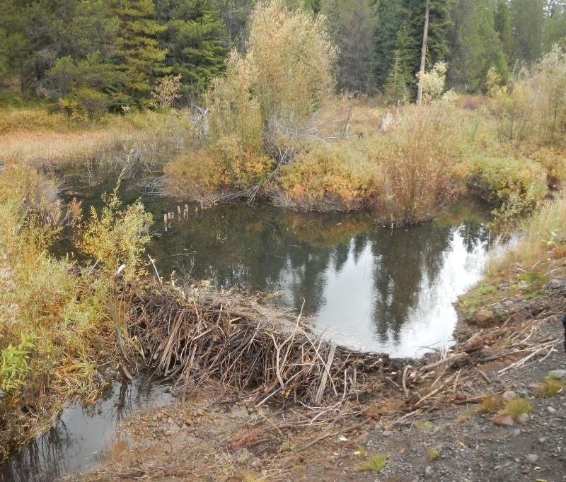 California's Beaver-Dam Analogues