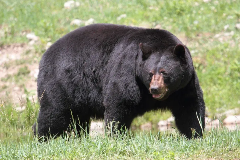 Pennsylvania - Black Bear