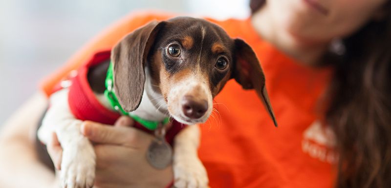 Promote Adoption Drives