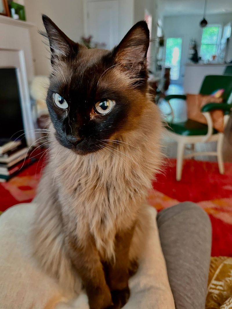 Tonkinese