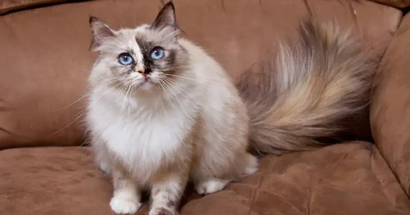Birman