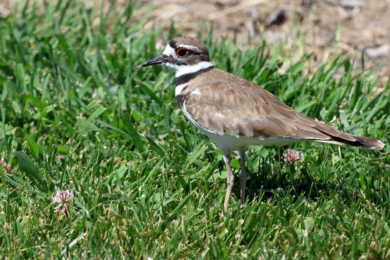 Killdeer
